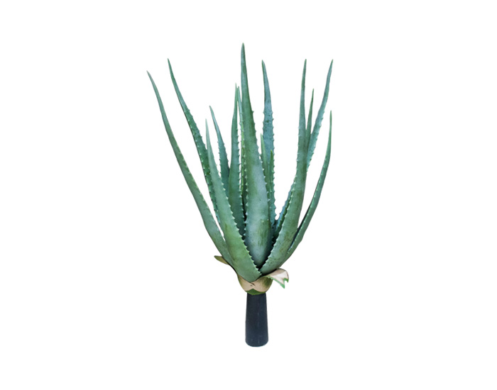 ALOE VERA (50cm)