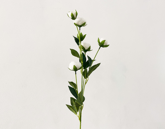 JULIET ROSE BLANCA