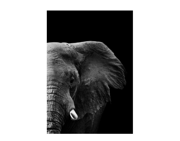 CUADRO LIENZO ELEFANTE