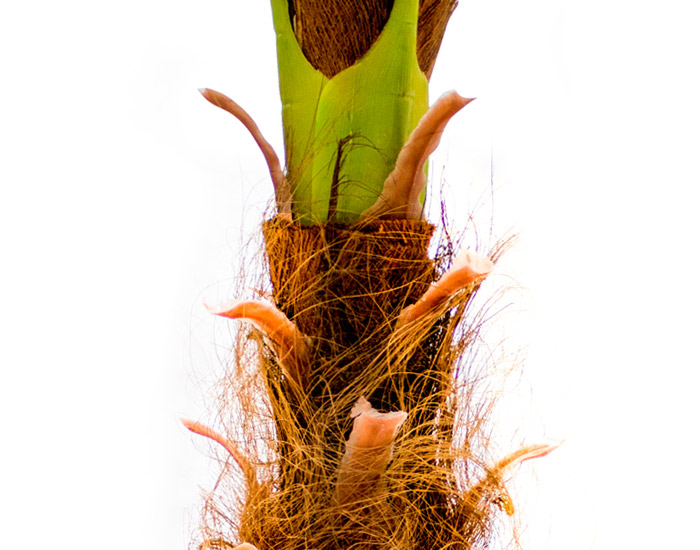 PALMERA ARTIFICIAL MACCO (1.8 mts)