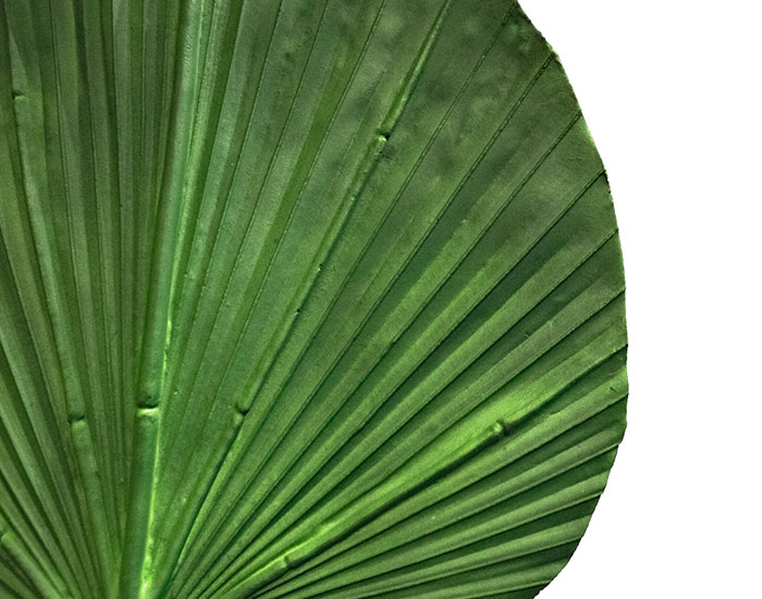 HOJA DE PALMA MACK VERDE (91cm)