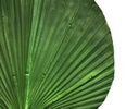 HOJA DE PALMA MACK VERDE (91cm)