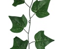 ENREDADERA COLGANTE DEVID VERDE (3mts)