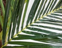 PALMERA DECORATIVA MADRID EXTRA GRANDE (5mts)