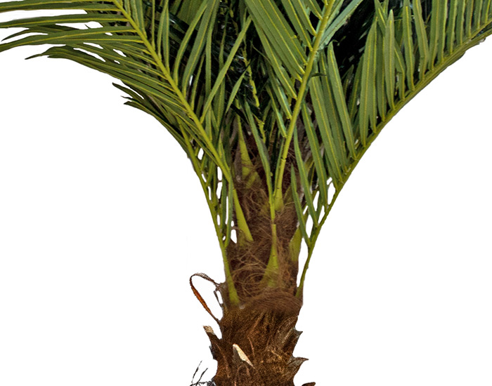 Palmera Artificial BARZA con tallos extra grande