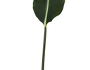 HOJA DECORATIVA NICOLÁS (90.5cm)