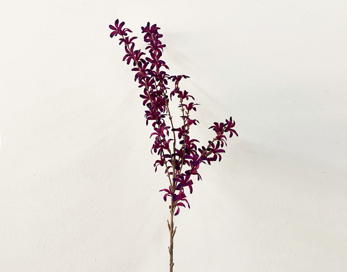 ORQUÍDEA SILVESTRE MORADA