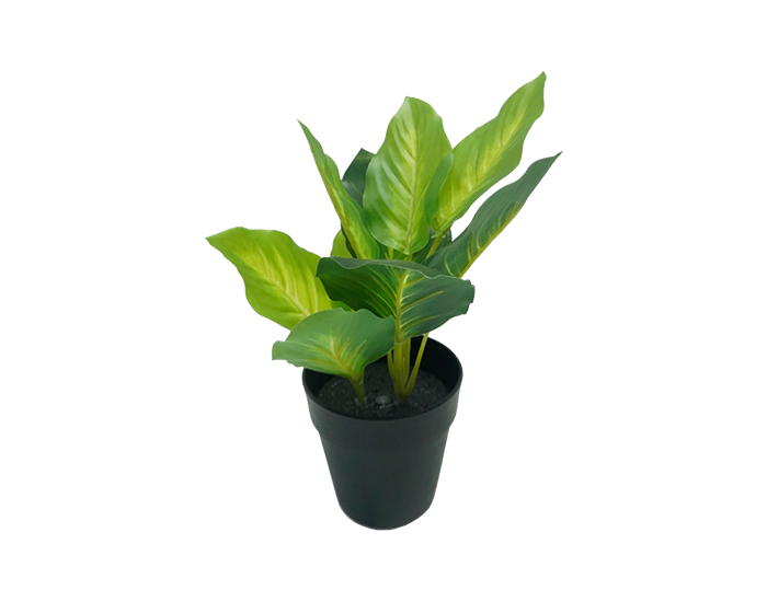 PLANTA DECORATIVA LOTERIA (18cm)