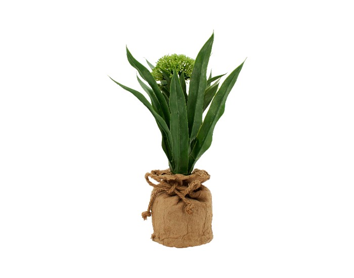 MORRALITO CON CEBOLLIN VERDE (29cm)