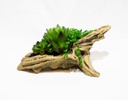 MACETA CAIMAN SUCULENTAS CON BASE DE YESO (14×30×14cm) - MOD. MCH.PLT.0120