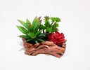 MACETA TRONCO ALOE-SUCULENTA CON BASE DE YESO (16×17.5×10cm) - MOD. MCH.PLT.0122