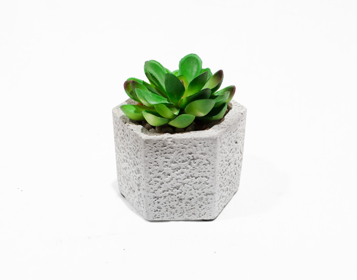 MACETA ECHEVERIA SUCULENTAS CON BASE DE YESO HEXAGONAL (9×8cm)