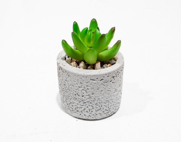 MACETA SENECIO SUCULENTAS CON BASE DE YESO CIRCULAR (9×8cm)