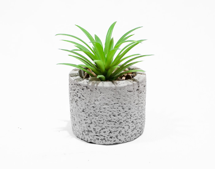 MACETA SEDUM SUCULENTAS CON BASE DE YESO CIRCULAR (12×8cm)