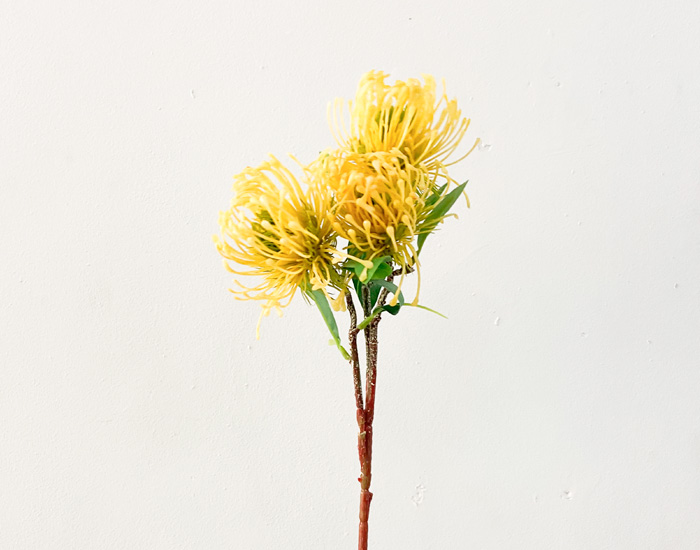 WINTER STARBURST AMARILLA