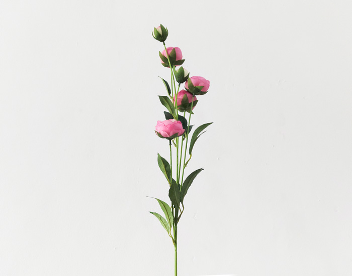 JULIET ROSE ROSA - MOD. MCH.PLT.0031