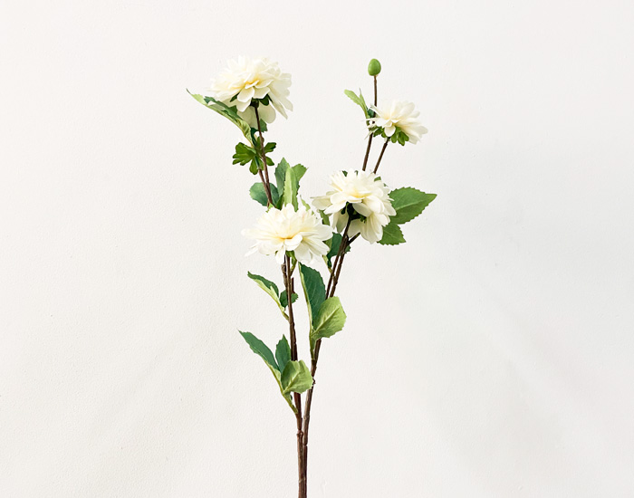 DALIA BLANCA