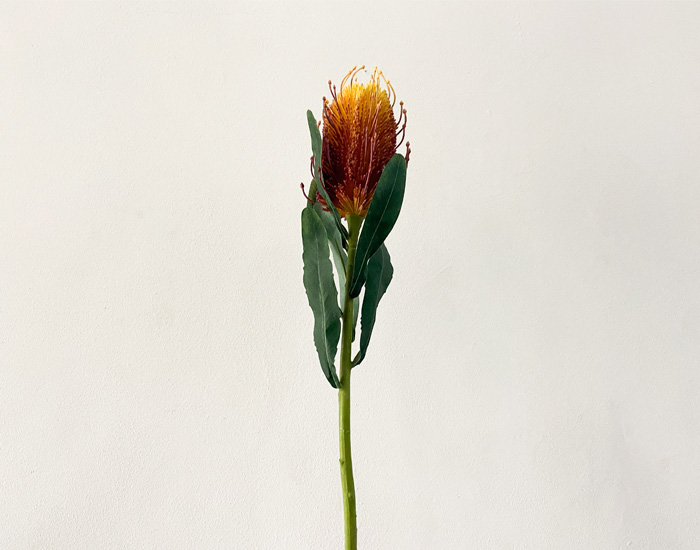 COASTIA AMARILLA - MOD. MCH.PLT.0033