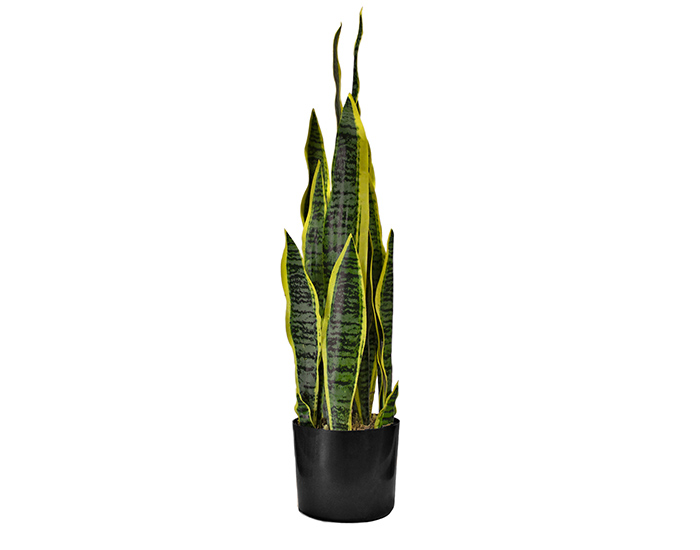 PLANTA ORQUÍDEA TIGRE (80cm)